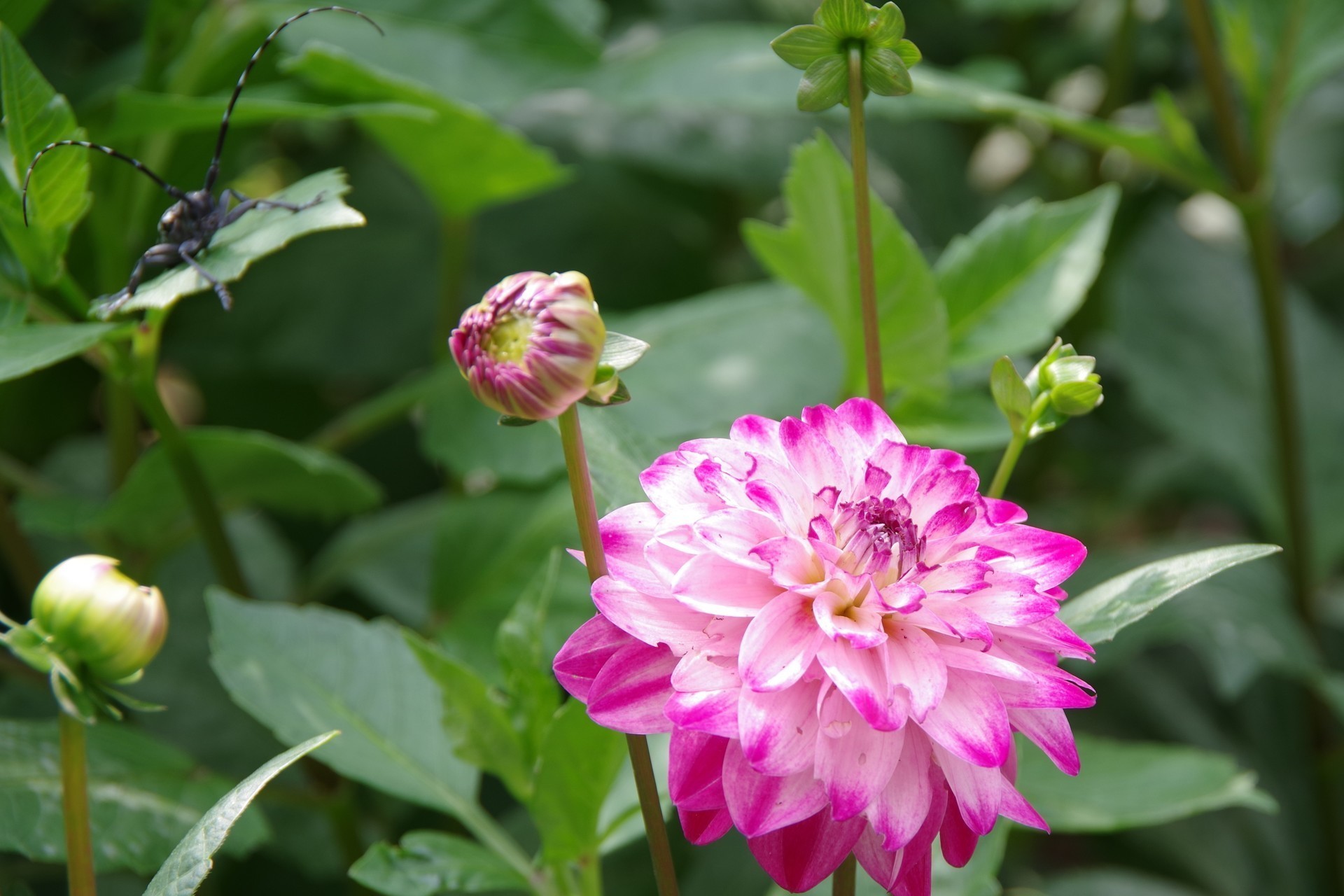 植えっぱなしのダリアが元気 ミントのみん 2