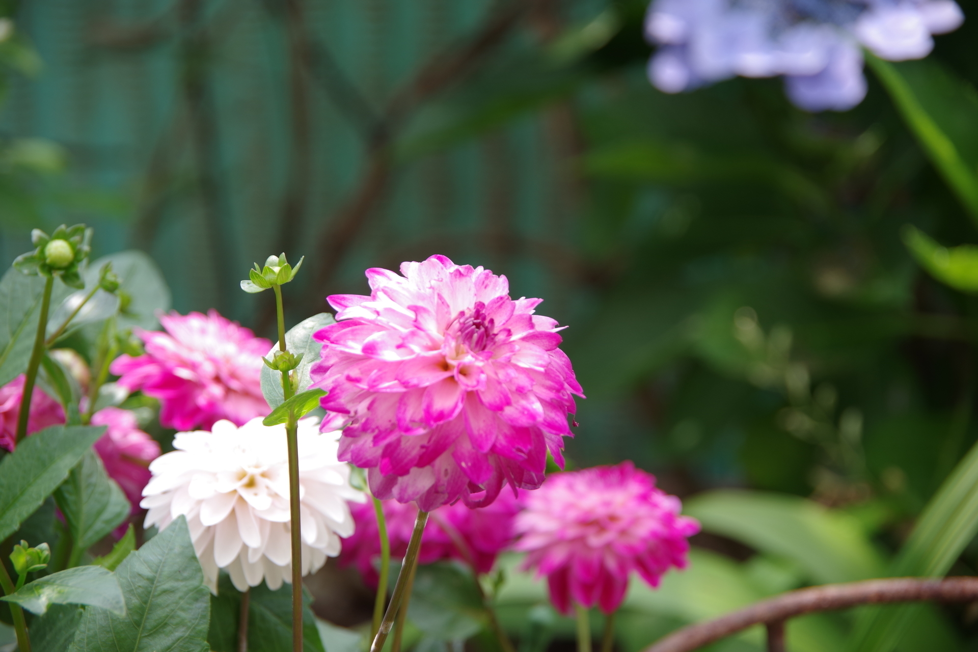 植えっぱなしのダリアが元気 ミントのみん 2