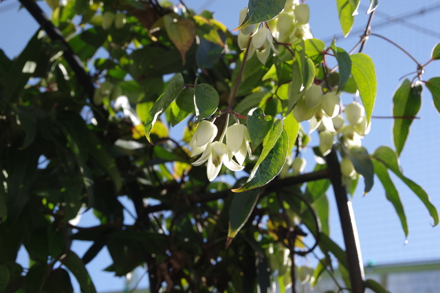 冬咲きクレマチスの小さい白い花の開花 ミントのみん 2
