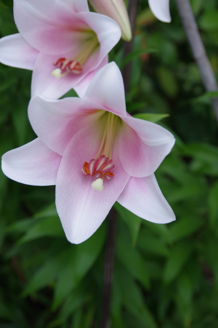 IMGP0379.JPG