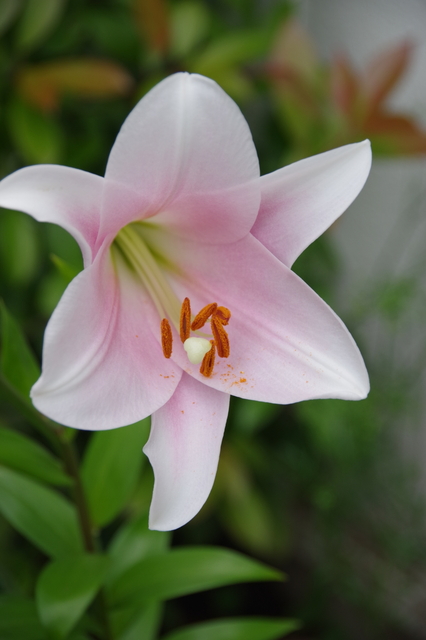 IMGP0411.JPG