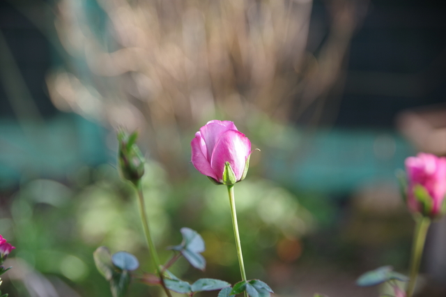 IMGP1134.JPG