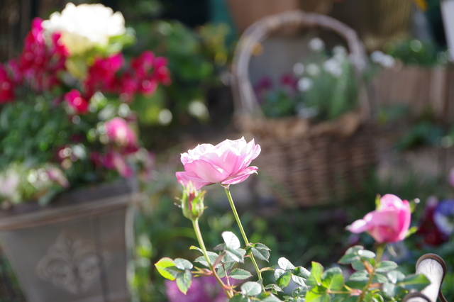 IMGP1178.JPG