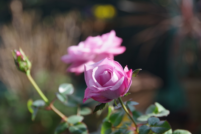 IMGP1214.JPG