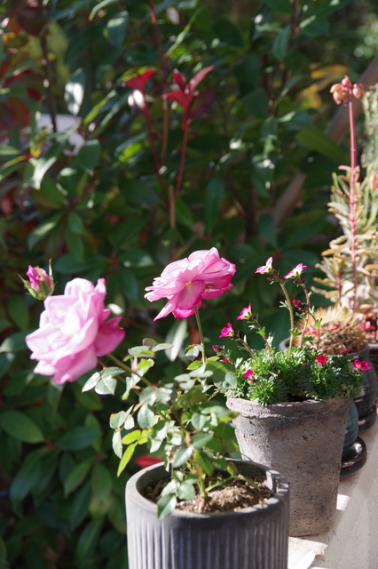 IMGP1255.JPG