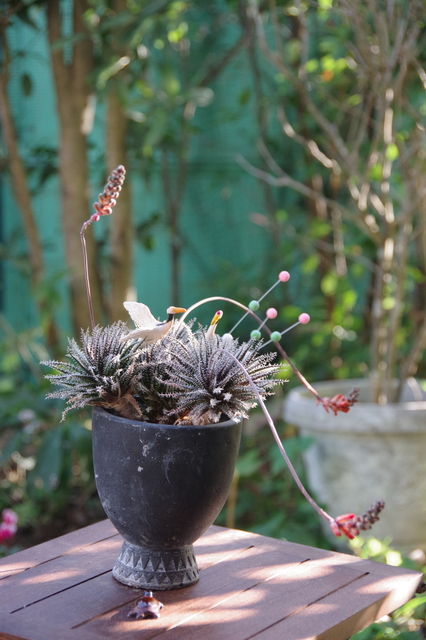 プルメリアの発動2022、切り株と挿し木: ミントのみん 2