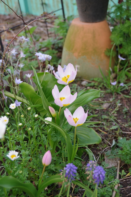 IMGP9730.JPG